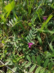 Vicia sativa