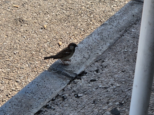 House Sparrow