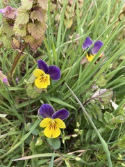 Viola tricolor