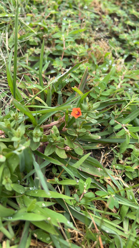 scarlet pimpernel
