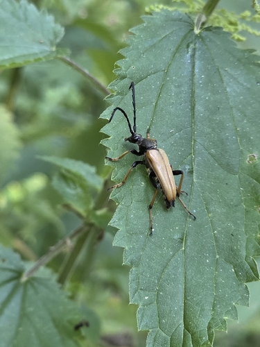 Red Pine Longhorn Beetle