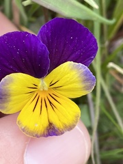 Viola tricolor