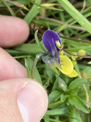 Viola tricolor