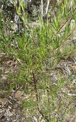 Prostanthera nivea
