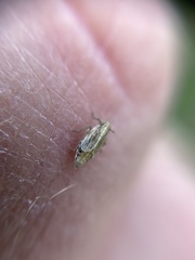 Auchenorrhyncha