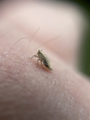 Auchenorrhyncha