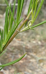Prostanthera nivea