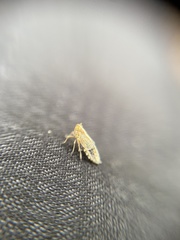 Auchenorrhyncha