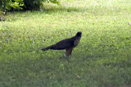 Cooper's Hawk