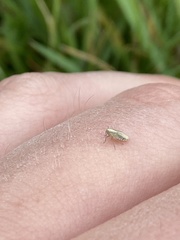 Auchenorrhyncha