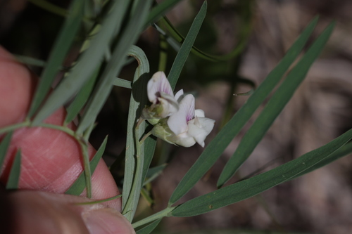 Lathyrus lanszwertii, photograph 5