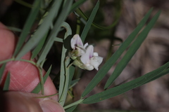 author not stated, no rights reserved Lathyrus lanszwertii, photograph author not stated, no rights reserved