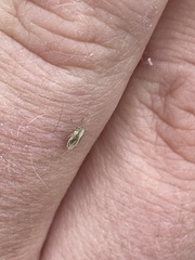 Auchenorrhyncha