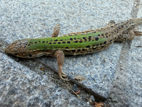 Italian Wall Lizard