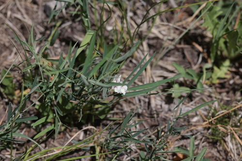 Lathyrus lanszwertii, photograph 6