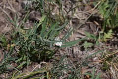 Lathyrus lanszwertii, photograph author not stated, no rights reserved