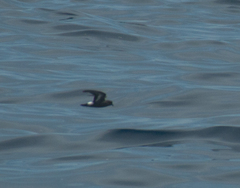Hydrobates pelagicus