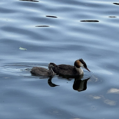 Great Crested Grebe