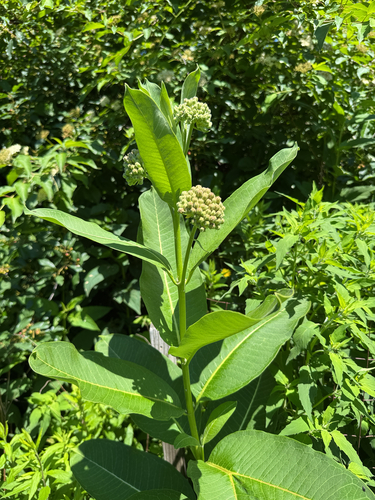common milkweed