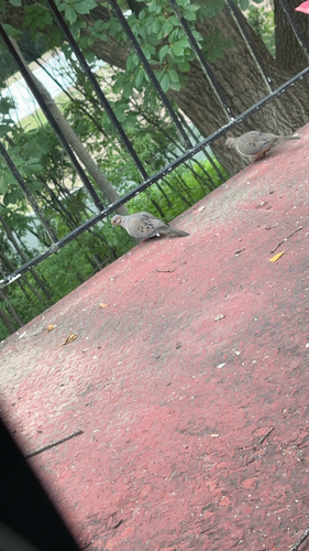 Mourning Dove