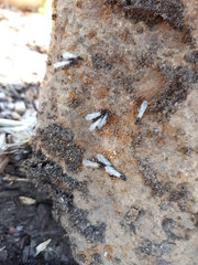 Solenopsis punctaticeps