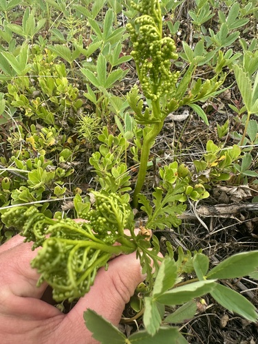 lanceleaf moonwort