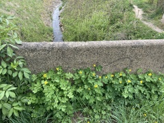 Chelidonium majus