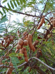 Tamarindus indica