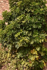 Schefflera