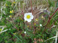 Drymocallis rupestris