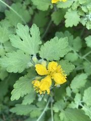 Chelidonium majus