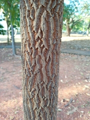 Tamarindus indica