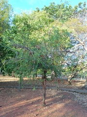 Tamarindus indica