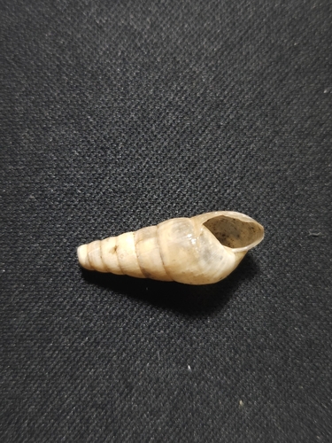 Decollate Snail
