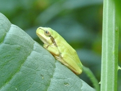 European Tree Frog