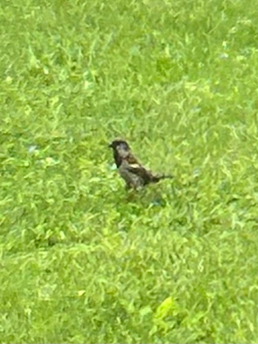 House Sparrow