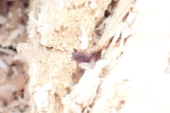 Bothrideres bipunctatus