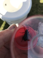 Nicrophorus humator