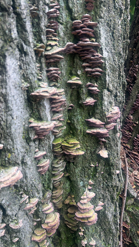 violet-toothed polypore