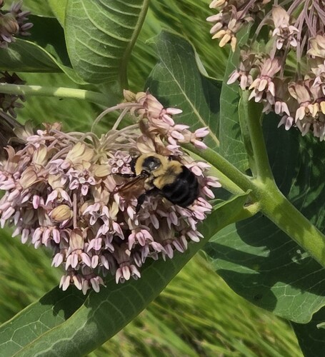 Brown-belted Bumble Bee