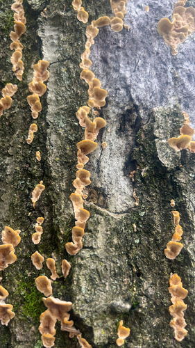 crowded parchment