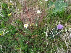 Drymocallis rupestris