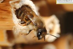 Osmia excavata