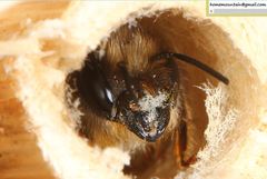 Osmia excavata