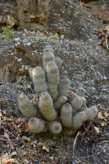 Mammillaria phitauiana