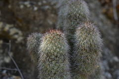 Mammillaria phitauiana