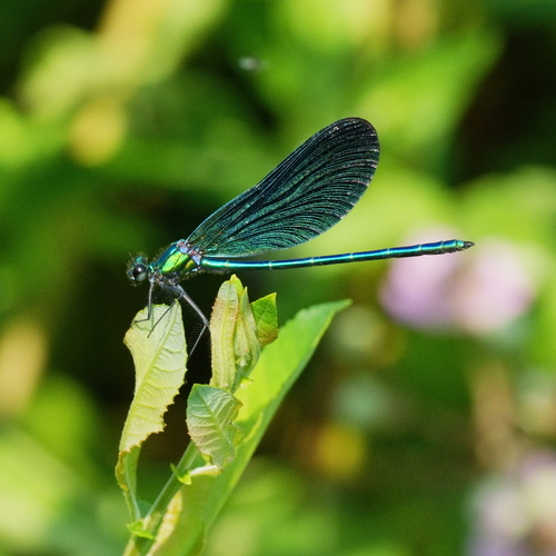 Beautiful Demoiselle
