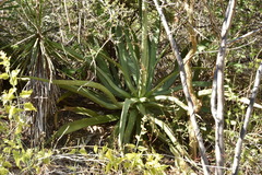 Agave aurea