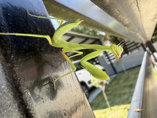 Transcaucasian Giant Mantis