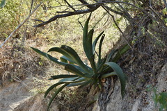 Agave aurea